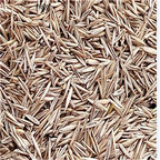 19usd ngryise 50000pcs a set Eremochloa ophiuroides seed