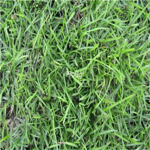 19usd ngryise 50000pcs a set Eremochloa ophiuroides seed