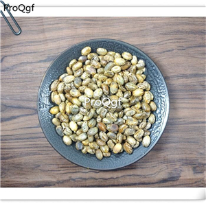 19usd Ngryise 300Pcs A Set white Castor Bean seed