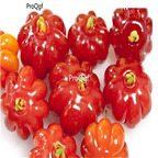 19usd ProQgf 5000Pcs A Set Brazil hot pepper seed