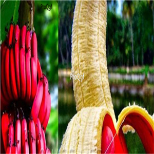 19usd Ngryise 5000Pcs A Set Imported red Banana seed