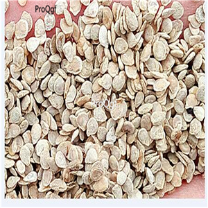 19usd Ngryise 9000Pcs A Set Red Cherry Tomato seed