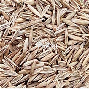 19usd Ngryise 6000Pcs A Set 4 colors Fescue Grass seed