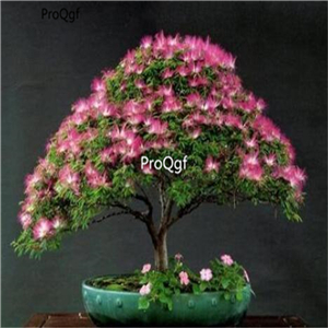 19usd Ngryise 2000Pcs A Set Albizia Flower Mimosa Silk Tree  seed