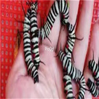 30usd Ngryise 10Pcs A Set butterfly baby