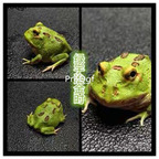 99usd Ngryise 1 set real frog animal