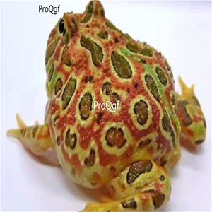 99usd Ngryise 1 set real frog animal