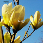 19usd Ngryise 500Pcs A Set Magnolia denudata Yellow seed