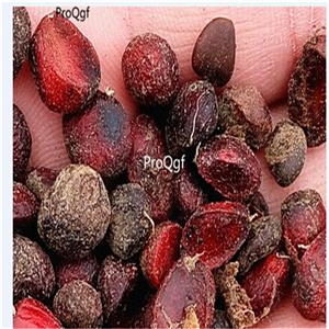 19usd Ngryise 500Pcs A Set Magnolia denudata Yellow seed