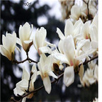 19usd Ngryise 500Pcs A Set white color Magnolia seed