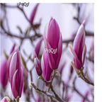 19usd Ngryise 500Pcs A Set purple color Magnolia denudata  seed
