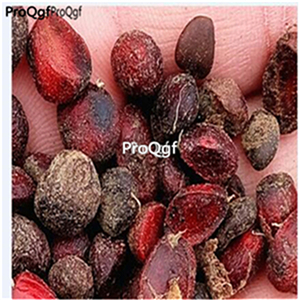 19usd Ngryise 500Pcs A Set purple color Magnolia denudata  seed