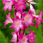 19usd Ngryise 3Pcs A Set Amaryllis belladonna bulb