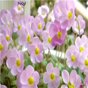 19usd Ngryise 50Pcs A Set oxalis pink love bulb