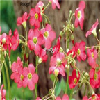 19usd ngryise 50pcs Oxalis deppei iron cross bulb