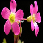 19usd Ngryise 50Pcs A Set  oxalis lasiandra bulb
