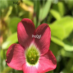 19usd Ngryise 50Pcs A Set Oxalis Deppei Mexico  bulb