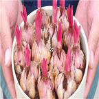 9usd Ngryise 20Pcs A Set lily flower bulb