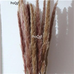 19usd Ngryise 20000Pcs A Set pampas grass seed