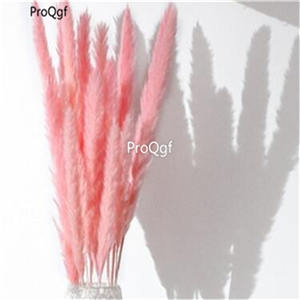 19usd Ngryise 20000Pcs A Set pampas grass seed