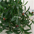 19usd Ngryise 50Pcs A Set European Olive Tree seed