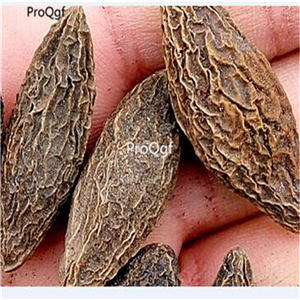 19usd Ngryise 50Pcs A Set European Olive Tree seed