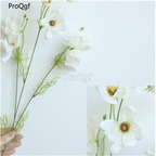 19usd Ngryise 20000Pcs A Set cosmos seed