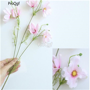 19usd Ngryise 20000Pcs A Set cosmos seed