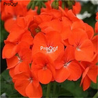 19usd Ngryise 500Pcs A Set Hydrangea rare seed