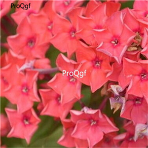 19usd Ngryise 500Pcs A Set Hydrangea rare seed