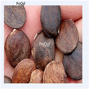 19usd Ngryise 500Pcs A Set Wisteria Vine seed
