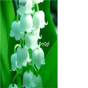 19usd Ngryise 8000Pcs A Set Campanula seed