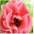 19usd Ngryise 200Pcs A Set Camellia seed