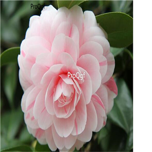 19usd Ngryise 200Pcs A Set Camellia seed
