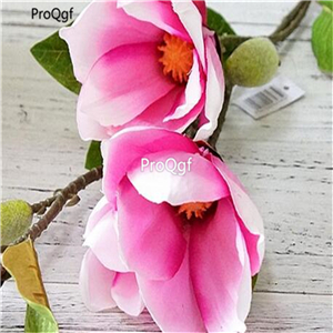 19usd Ngryise 500Pcs A Set Magnolia seed