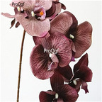 19usd Ngryise 500Pcs A Set orchid seed