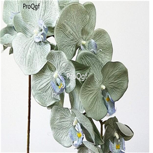 19usd Ngryise 500Pcs A Set orchid seed
