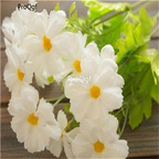 19usd Ngryise 6000Pcs A Set Daisy Cosmos seed