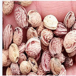 19usd Ngryise 500Pcs A Set japanese sakuraa cherry blossom seed