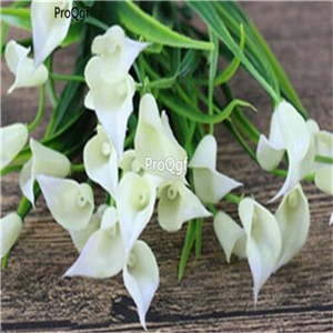 25usd Ngryise 5Pcs A Set calla lily Flower Bulb