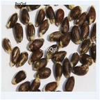 19usd Ngryise 300Pcs A Set cotton tree seed