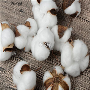 19usd Ngryise 300Pcs A Set cotton tree seed
