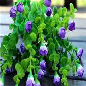 19usd Ngryise 2000Pcs A Set Mini Rose seed