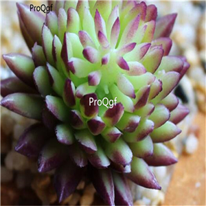 19usd Ngryise 200Pcs A Set succulent seed