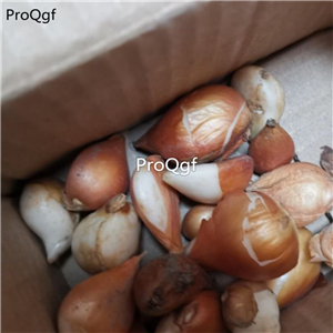 19usd Ngryise 30Pcs A Set tulip flower bulb