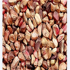 19usd Ngryise 2000Pcs A Set europe rose flower hot seed