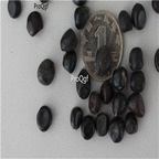 19usd Ngryise 500Pcs A Set europe peony seed