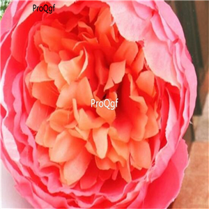19usd Ngryise 500Pcs A Set europe peony seed