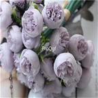 19usd Ngryise 1000Pcs A Set tea rose seed