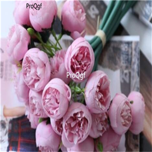 19usd Ngryise 1000Pcs A Set tea rose seed